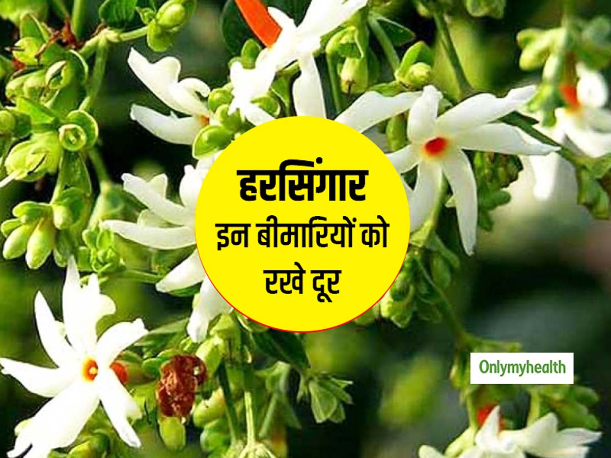 हरसिंगार का सेवन सेहत के लिए है अच्छा, एक्सपर्ट से जानें कि ये किन बीमारियों को रखता है दूर